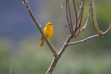 Saffron Finch photographed in Vargem Alta, Espirito Santo. Southeast of Brazil. Atlantic Forest Biome. Picture made in 2018.