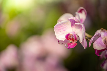 Fototapeta na wymiar Beautiful blooming orchids in forest