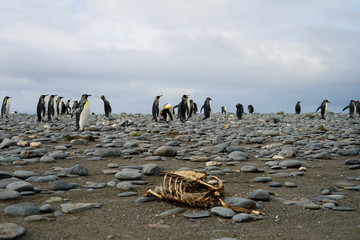 Penguins and Carcass