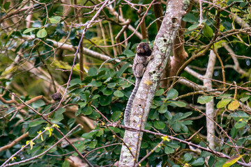 Black Tufted ear Marmoset photographed in Florianopolis, in Santa Catarina. South of Brazil. Atlantic Forest Biome. Picture made in 2018.
