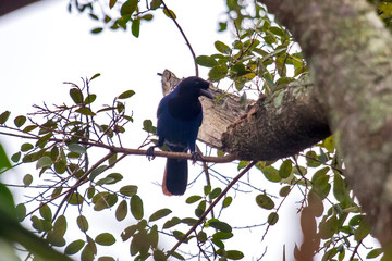 Azure Jay photographed in Florianopolis, in Santa Catarina. South of Brazil. Atlantic Forest Biome. Picture made in 2018.