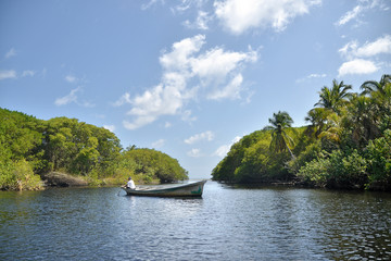 Fototapeta premium Manglar