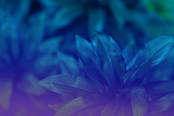 Trend color 2020 classic blue, top view, layout for design. Beautiful natural natural background with exotic leaves in blue trendy color. Trendy color concept of the year, classic blue background.