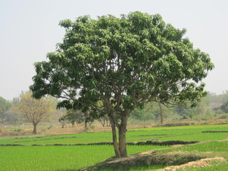 Fototapeta premium A mango tree tree in the green paddy field.