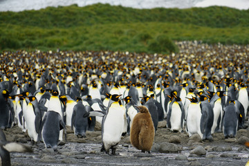 Obraz premium King Penguin Baby in Colony