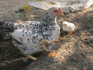 chicken on the farm with two chicks