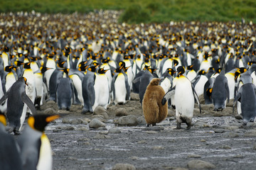 Obraz premium King Penguin Chick Confronts Adult