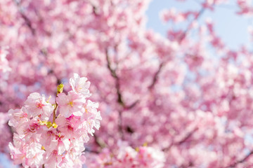ピンクの河津桜の花のアップ