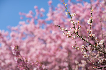 河津桜の花をバックに白梅の花