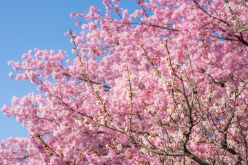 河津桜の花をバックに白梅の花
