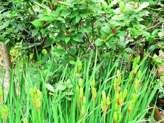 日本の田舎の風景　6月　花　山菖蒲の実