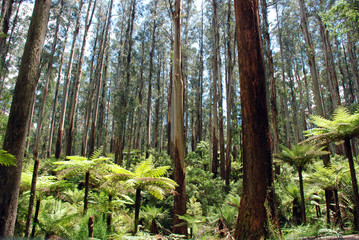 ferns in rainforest