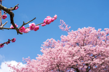 河津桜の花をバックに紅梅の花