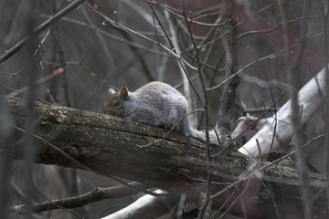 Grey Squirrel resting on a branch, almost falling asleep