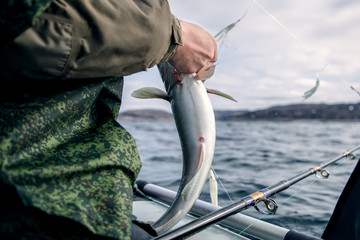 caught fish from the sea in the hands of a fisherman