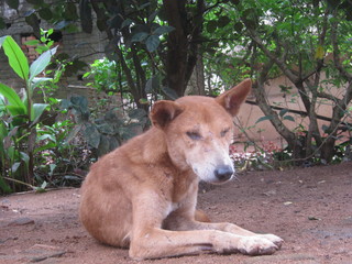 Indian Dog  resting on the ground
