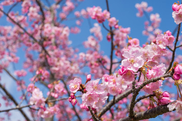 青空をバックに河津桜の花