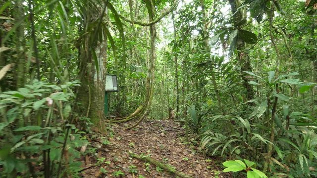 Walking through pristine Amazonian rainforest in Yasuni National Park, the Ecuadorian Amazon