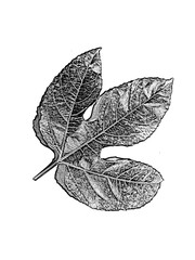 Illustration of a leaf