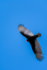 turkey vulture in flight