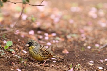 桜の花びらとアオジ　Black-faced Bunting(Emberiza spodocephala)