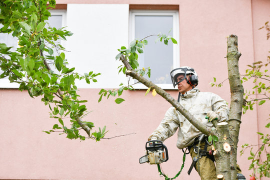 A man is sawing a tree upstairs. The ropes supporting a person are sawing a tree. A sophisticated rope system to support a person chopping a tree. Place for writing. Safety net.