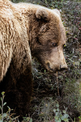 brown bear in the woods