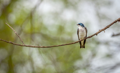 tree swallow