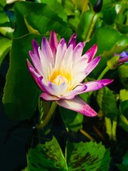 Obraz premium pink water lily