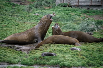 Obraz premium Angry Elephant Seal