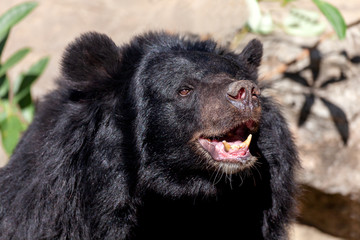 Asiatic black  bear in city zoo