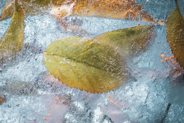 Cherry Leaf Ice Freeze Background