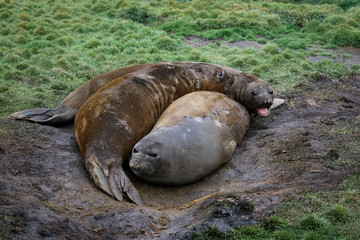 Elephant Seals Resting