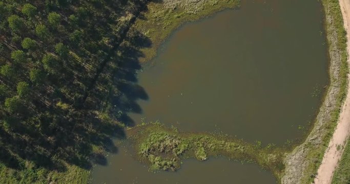 Ascending Top Down Aerial View of Lake and Artificial Forest in Countryside of Paraguay