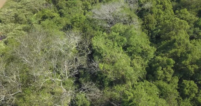 Aerial View of Forest and Countryside Road in Paraguay