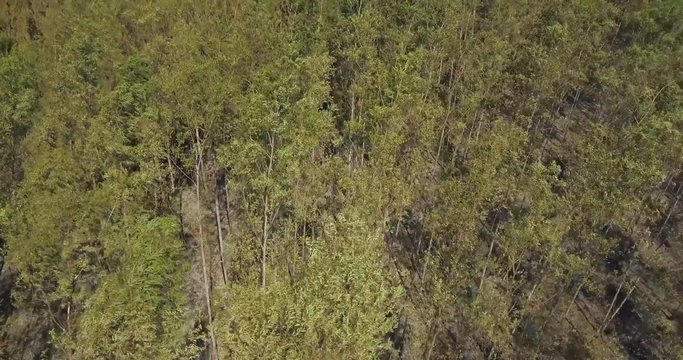 Artifical Forest For Woodwork Industry and Collected Tree Trunks in Paraguay. Drone Aerial View