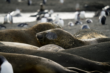 Happy Elephant Seal