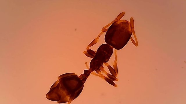 Microscope Ant Whole Mount x800