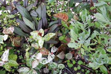 リーフプランツの寄せ植え