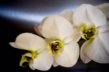 Fototapeta na wymiar 3 orchids c2020Rachelle