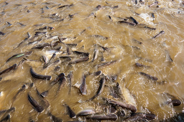 Catfish in the river.