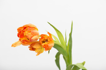 Vibrant Orange tulips on white background