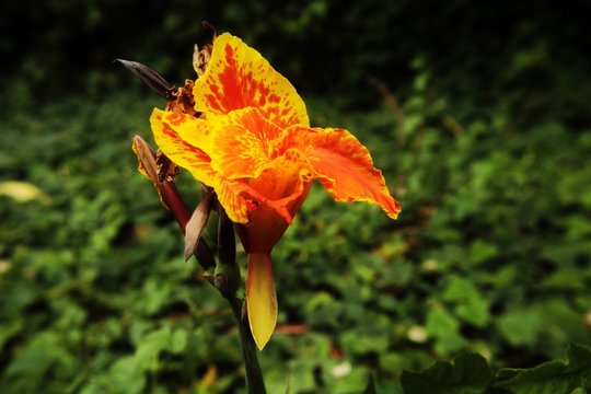 Flowers: A bright orange Canna flower