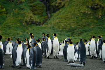 Penguins Standing in Island