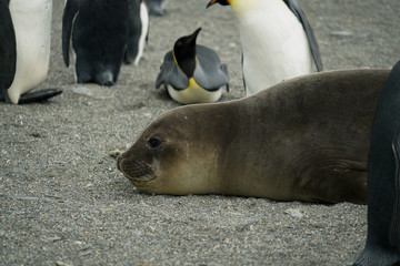 Smiling Seal with Penguins in Background