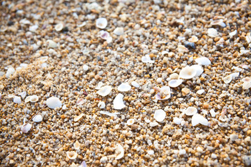 Natural background of sand and shells