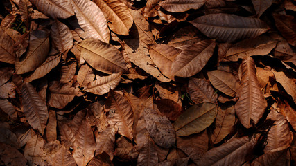 autumn leaves on the ground, dried leaf background