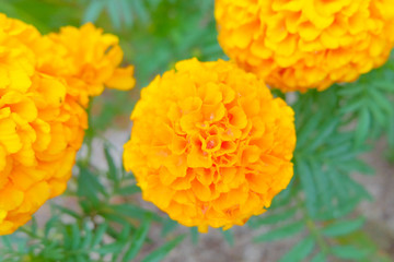 Marigold flowers in the flower garden. Common Marigold is plants in the Tagetes genus, or the Calendula Officinalis species. Marigolds are found in many regions in Asia including Thailand. Soft focus