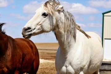 Obraz premium Beautiful horse on pasture. Pastures on small acreage can mean better grazing for your horses. Many horse owners try to keep their horses on pasture.