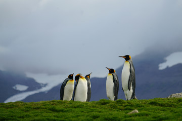 Fototapeta premium Penguins at the Top of the Hills
